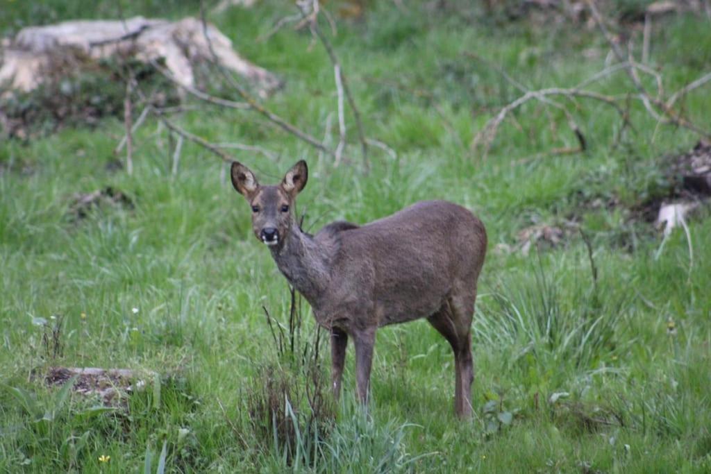 Gite La Cabuche Proche Du Zoo De Beauval Le Controis-en-Sologne ภายนอก รูปภาพ